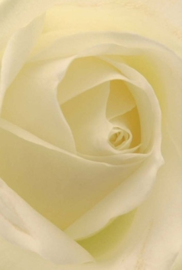 To gaze upon this close-up of a pure white rose is to venture into a tranquil sanctuary crafted with care by Eltham's seasoned florists. The bloom's layered petals, each one a seamless gradient between ivory and cream, seem to glow as soft daylight filters through latticed shopfronts along Passey Place. The composition is an ode to serenity and poise: a spiral of petals that tightens gently toward the heart, embodying both purity and resilience-qualities reminiscent of the historic Eltham landscape. This exquisite rose, its outer edges nearly see-through, reveals the intricacies of shadow and light, speaking of skilled hands and the patience embedded into every meaningful arrangement. Whether as a heartfelt apology, a gesture of devotion, or the centrepiece for a classic Eltham wedding, the flower exudes an unspoken fragrance-fresh, light, and clean-infusing the atmosphere with elegant tranquility. It carries within its design the marks of local creativity and sensitivity, transforming a single bloom into a powerful message of shared emotion, deeply rooted in the artistry of SE9's floral tradition.